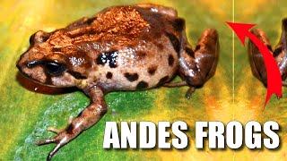 Andes Frog Facts: Frogs WITHOUT Tadpoles  Animal Fact Files