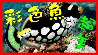 (畫語人生) WOW! 絕美海底世界！50個色彩繽紛的彩色魚，吸睛度100%。Beautiful Underwater World.