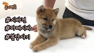 시바견 입양하기 전에 꼭 보세요 / 마메시바견 분양사기 안당하는 방법 / 시바견 곰이 탱이 shiba inu