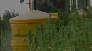 Cannabis (Nutzhanf) Ernte - Hanffaser Uckermark