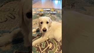 Warning Incoming CUTENESS  #cutedog #goldenretriever #shorts