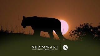 A Day on Shamwari Private Game Reserve - A Wildlife Documentary