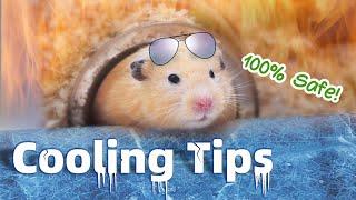 How to Cool Down Hamster in Hot Weather