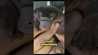 Platypus  | Facts That Will Blow Your Mind! #shorts #platypus #animals #animalfacts