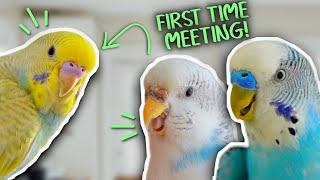 My Depressed Budgie Meets his New Friend for the 1st Time