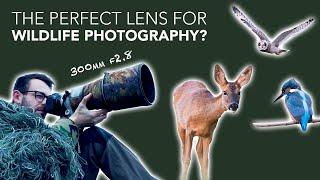 300mm f2.8 Lens - Why It's My Go To For Wildlife Photography