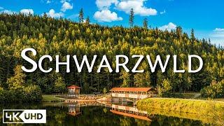 Schwarzwald 4K - Autumn Serenity: Stunning Forest Views with Piano Music - Video 4K UHD