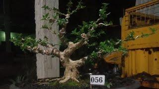 live budidaya bonsai pak tunggal jatinom