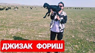 ДЖИЗАКСКАЯ САМСА//ФОРИШ//ФЕРМЕРСКОЕ ХОЗЯЙСТВО//ГОРЫ//ЖАРИМ РЫБУ #узбекистан #джизак #ранокамолова