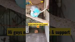 Budgies ka OYO room  | Bird ka OYO room ready  #shorts #short #bird #oyo #budgies #love