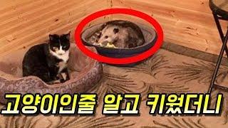 [감동]고양이인줄 알고 키운 동물 놀라운 사연 - 감동바다