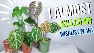 ENTIRE Anthurium Collection | 12+ uncommon and rare plants