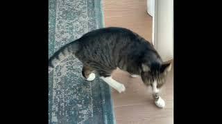 Ziggy - FHS symptoms - feline hyperesthesia syndrome