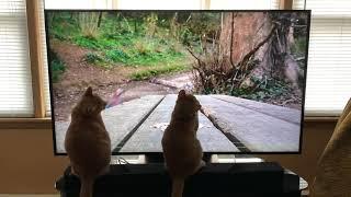 Cats watching TV!!