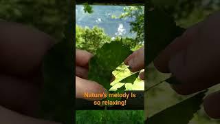 Nature 's melody Is so relaxing