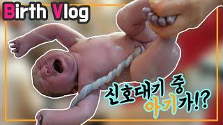 [출산 브이로그]Birth Vlog/진통/자연분만/리얼 출산장면/모유수유/탯줄/신생아/양수터짐/