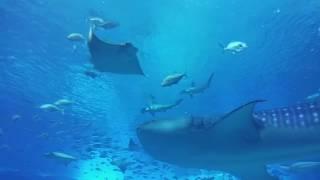 수족관의 무법자 망치상어의 참치사냥! Hammerhead shark hunts a tuna in an aquarium