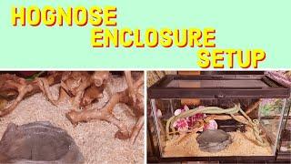 Western Hognose Snake Enclosure: Setting Up for Success