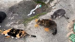 Alleycats #love #cats #cute #cat #animals #nature #beautiful #catshorts #alleycats