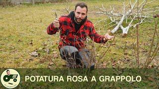 La POTATURA della ROSA a GRAPPOLO - Il contadino Nick