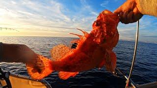 MACKEREL + ZOKA = SCORPIONFISH| UNDERWATER CAMERA