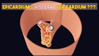 Is Visceral Pericardium SAME as Epicardium?  3D Visual Lecture