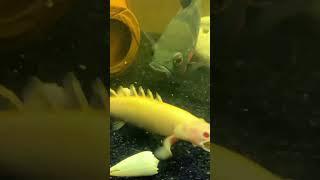 Bichir VS Oscar VS Pleco #tigeroscar#oscarfish#polypterus#albino#fish#shorts#sillverdollar#piranha