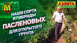 ЛУЧШИЕ сорта и гибриды томатов, баклажанов и сладкого перца ДЛЯ ОТКРЫТОГО ГРУНТА