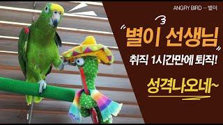 아마존앵무새 별이가 말하는 인형 미쓰차와 수업을 합니다 / 앵그리버드 별이는 화가난 나머지 미쓰차를 공격하는데요~~~ 하여튼 성질머리하고는  / 별이는 수업중 / 아마존앵무새의 말