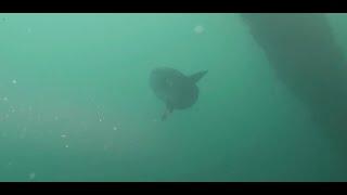 Silent Depths: Rebreather Diving at the Olympic Ship Wreck and Mola Mola Encounters at the Oil Rigs