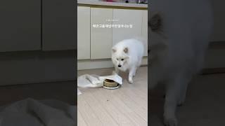 땅(?)에 묻기 + 공기놀이 콜라보 #강아지