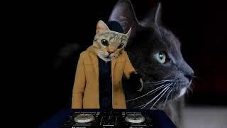 Mello Kitty Livestream Concert January 8 2025