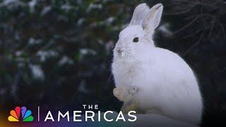 Tom Hanks Narrates How the Snowshoe Hare Gets Its Name | The Americas | NBC