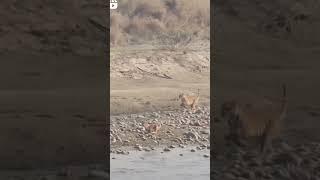 Tiger Hunting Deer - Dhikala Corbett National Park