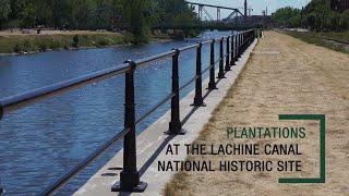 Plantations at the Lachine Canal