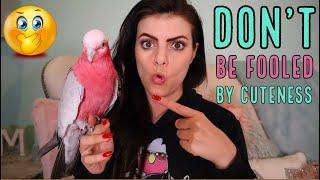 6 Reasons Why You DO NOT Want This Bird in Your Home! (The Real Deal, on Galah Cockatoos)