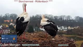 2025 02 25 Storchennest Röttenbach, Guten Morgen von den Rötti's, Gefiederpflege bei Regenwetter