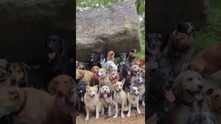 Dog  friendship  #shorts #youtubeshorts #viral #trending #dog #doglover #animals #cute