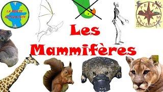 Les Mammifères [Minute Naturaliste #3]