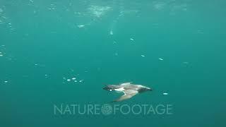 Razorbill seabirds (Alca torda) diving and swimming underwater