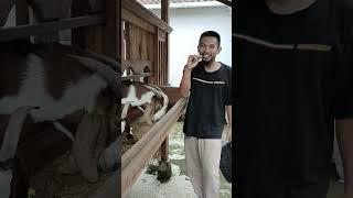 PELET PENGGEMUKAN untuk Comboran KAMBING DOMBA SAPI KELINCI bisa juga full pelet ternak tanpa ngarit