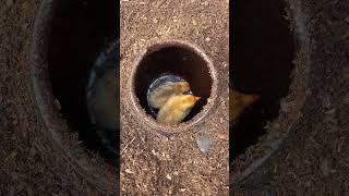 I came across a jar of delicacies outdoors. Chicken was braised in an earthen jar without water.Ou