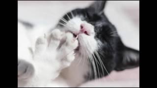 Claw and Nail Disorders in Cats | Cat Care Tips