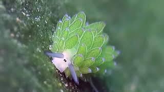  Leaf Sheep: Adorable Sea Slug Eats So Much Algae It Can Photosynthesize