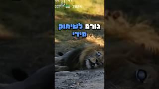 מי השליט האמיתי של הג׳ונגל?!  #shorts #animals #snake #lion #חיות #שורטס #animal #snakevideo #fyp