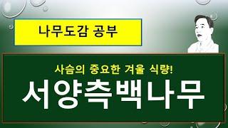 서양측백나무 VS 측백나무(側柏) : 무엇이 어떻게 다를까?