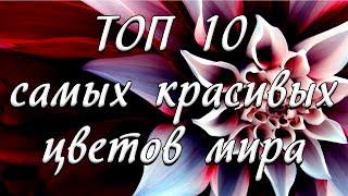 Самые красивые цветы мира. ТОП 10