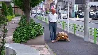 Японец ежедневно выгуливает огромную черепаху (новости)