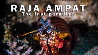 Scuba diving in Raja Ampat - The Last Paradise | Indonesia