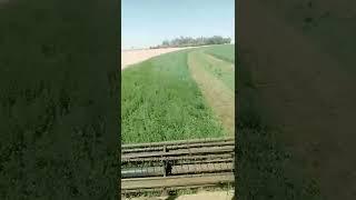 harvesting versim in Saudi.